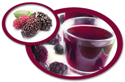 Mulberry Juice Concentrate USA