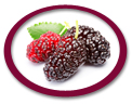 concentrated dewberry juice suppliers usa
