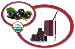 Organic Acai Berry Juice Concentrate USA