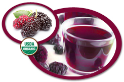 Organic Boysenberry Juice Concentrate USA