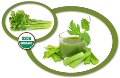 Organic Celery Concentrate USA