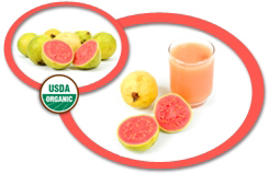 Organic Guava Puree USA | Organic Guava Puree Concentrate USA