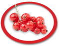 concentrated red currant juice suppliers usa